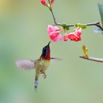 333 - SUNBIRDS1 - LONG FENGYING - china <div